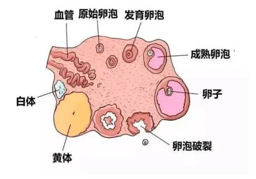 胚胎移植第三周出血是由于流产吗-